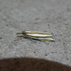 Hednota bivittella