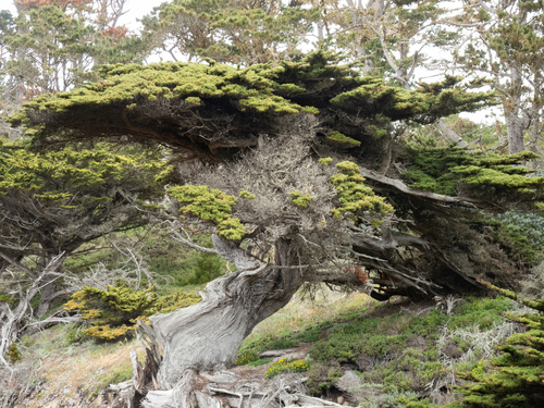 Hesperocyparis macrocarpa