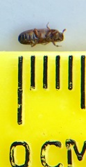 Tribolium castaneum