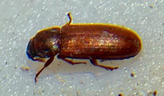 Tribolium castaneum