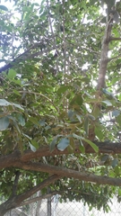 Vitex mollis
