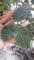 Vitex mollis