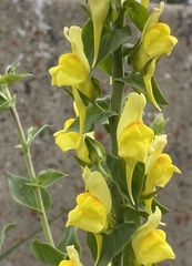 Linaria dalmatica dalmatica