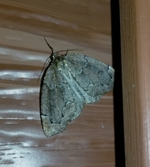 Spodolepis substriataria