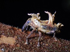 Cylindralcides saundersii