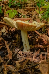 Fungi
