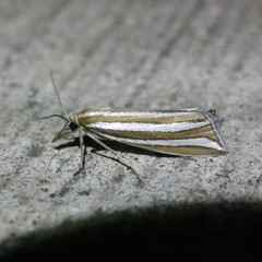 Hednota bivittella
