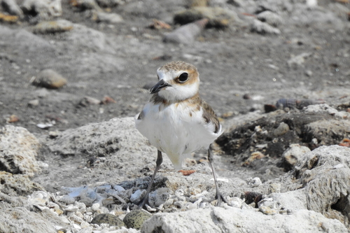 Javan Plover (Anarhynchus javanicus), photo 6