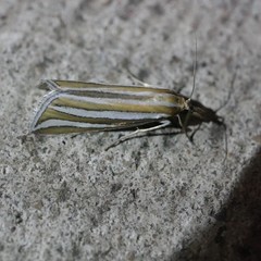 Hednota bivittella