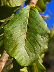 Turraea nilotica