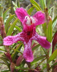 Esterhazya eitenorum