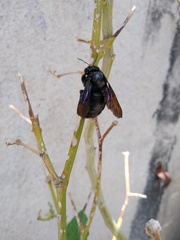 Xylocopa