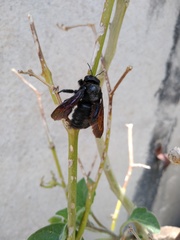 Xylocopa