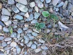 Pachystegia insignis