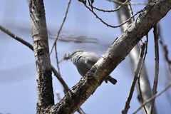 Sitta europaea albifrons