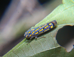 Apogonalia stalii