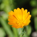 Field Marigold - Photo (c) ishaip, some rights reserved (CC BY-SA)