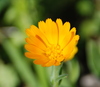 Field Marigold - Photo (c) ishaip, some rights reserved (CC BY-SA)