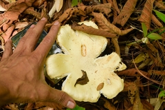Fungi