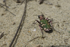 Cicindela soluta