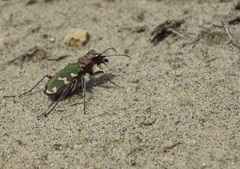 Cicindela soluta