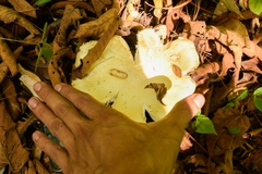 Fungi