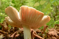 Fungi