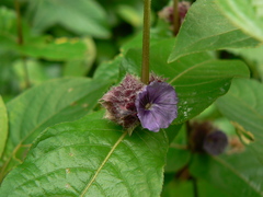 Neuracanthus sphaerostachyus