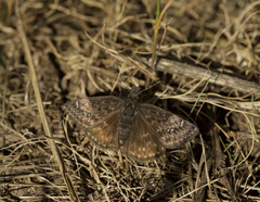 Erynnis persius