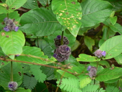 Neuracanthus sphaerostachyus