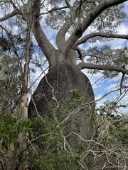 Brachychiton rupestris