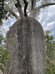 Brachychiton rupestris