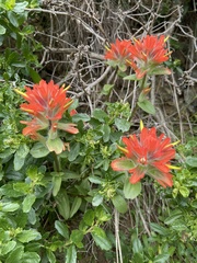 Castilleja litoralis
