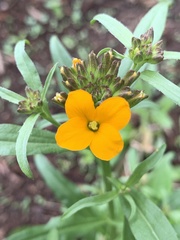 Erysimum × marshallii
