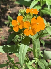 Erysimum × marshallii
