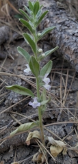 Sairocarpus cornutus leptaleus
