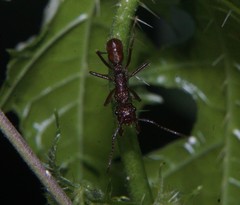 Ectatomma tuberculatum