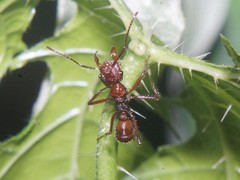 Ectatomma tuberculatum