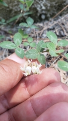 Trifolium breweri
