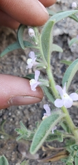 Sairocarpus cornutus leptaleus