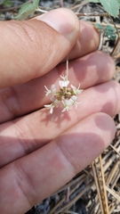 Trifolium breweri