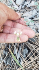 Trifolium breweri