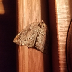 Spodolepis substriataria