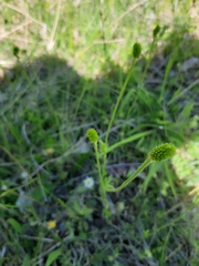 Ranunculus millefolius