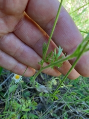 Ranunculus millefolius