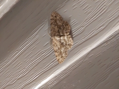 Hypomecis umbrosaria