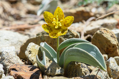 Fritillaria glauca