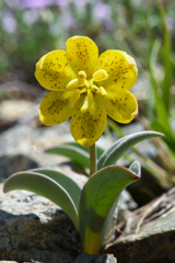 Fritillaria glauca