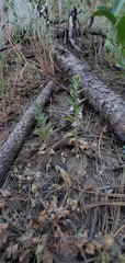 Sairocarpus cornutus leptaleus