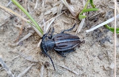 Dorcadion holosericeum